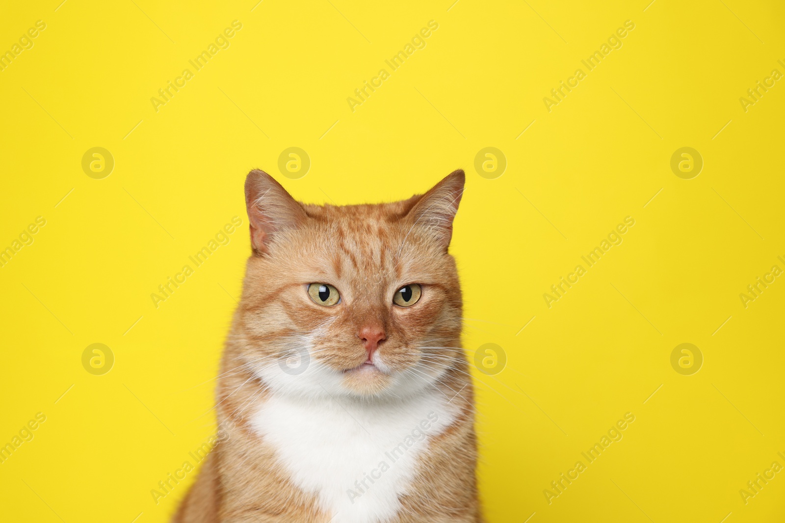 Photo of Cute ginger cat on yellow background. Adorable pet