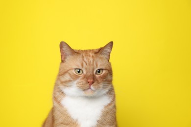 Photo of Cute ginger cat on yellow background. Adorable pet