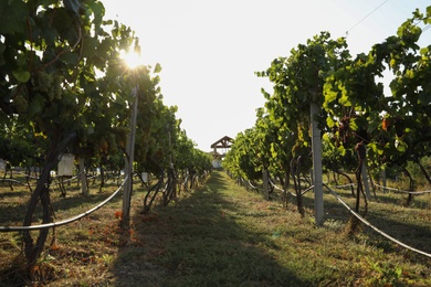 Photo of Beautiful view of vineyard with ripe grapes