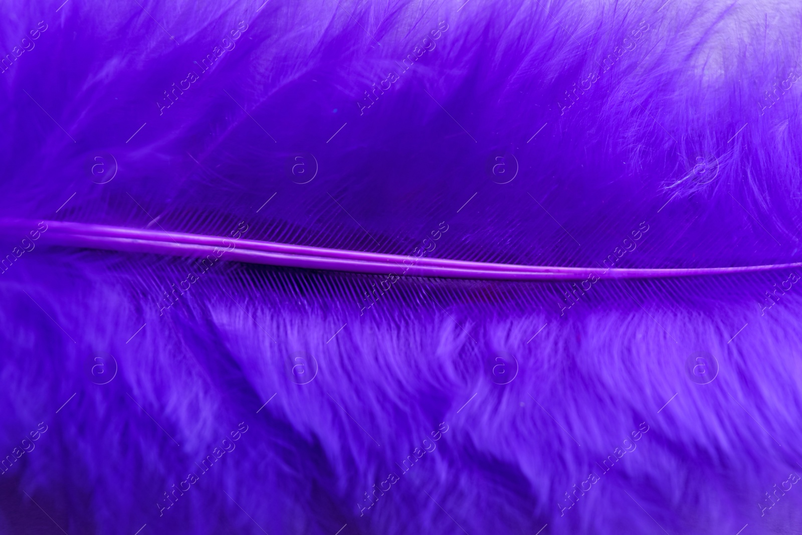 Photo of Closeup view of beautiful purple feather as background