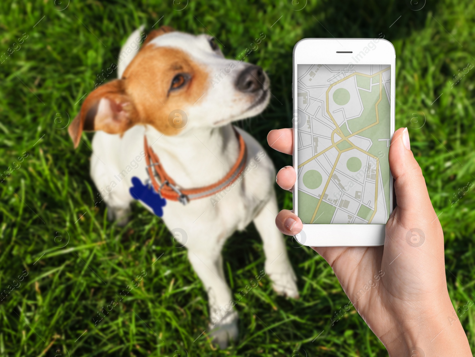 Image of Application to find pet by identification chip. Woman using smartphone near dog with collar outdoors, closeup