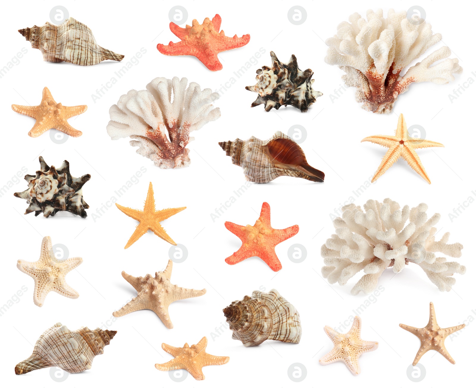 Image of Set with sea stars, shells and corals isolated on white