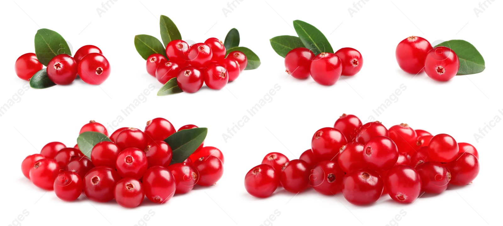 Image of Set of fresh ripe cranberries on white background. Banner design 