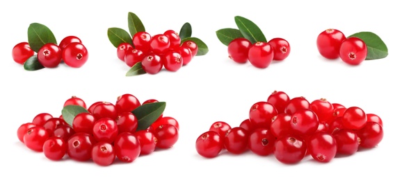 Set of fresh ripe cranberries on white background. Banner design 