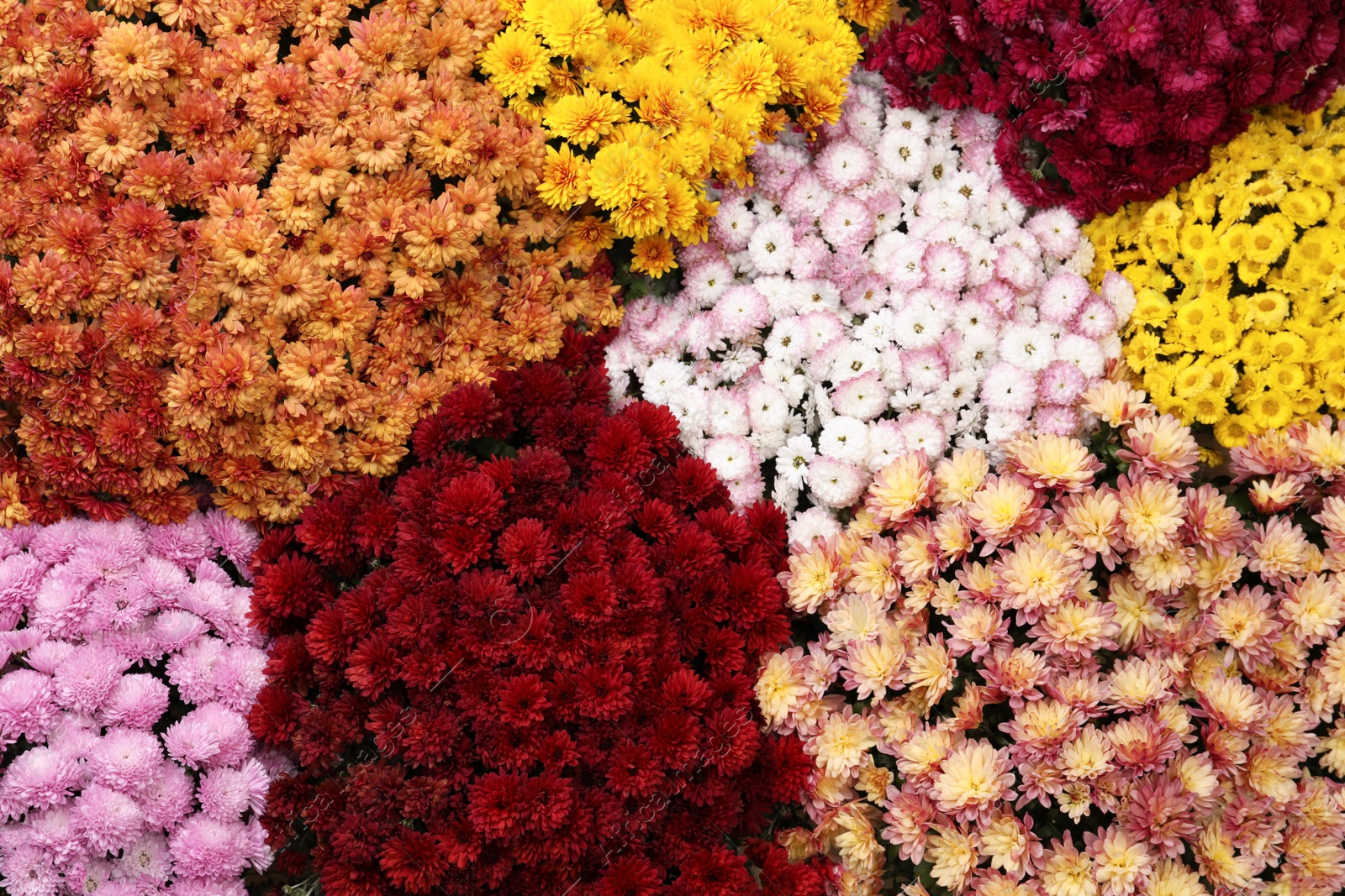 Photo of Top view of beautiful different color Chrysanthemum flowers as background