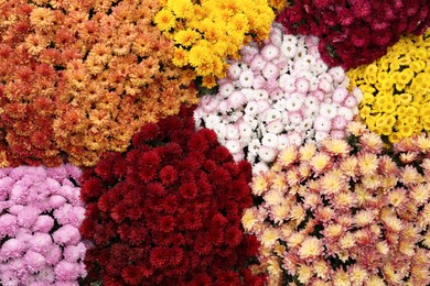 Top view of beautiful different color Chrysanthemum flowers as background