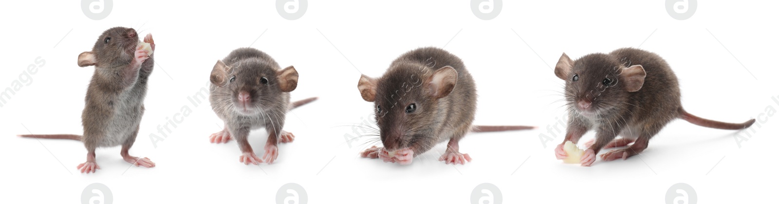 Image of Set of cute little rats on white background. Banner design