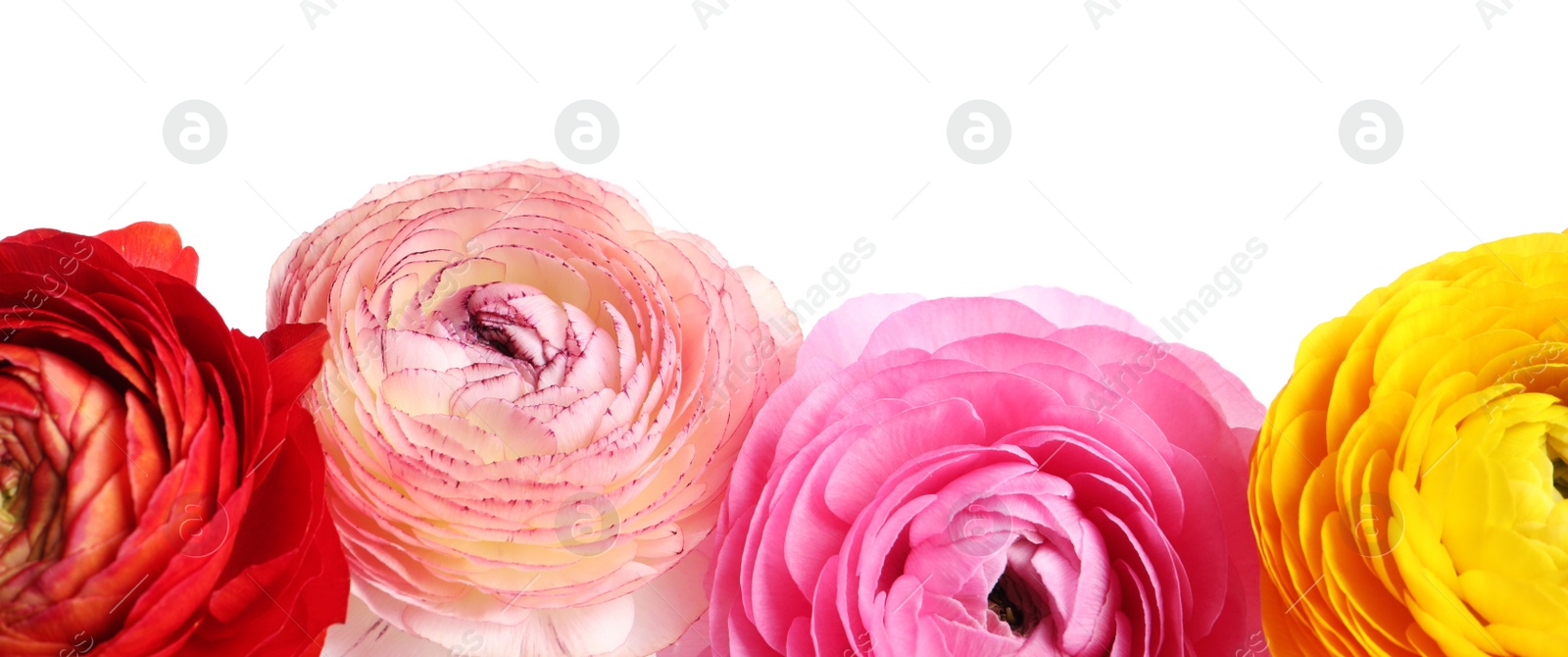 Photo of Beautiful fresh ranunculus flowers on white background, closeup