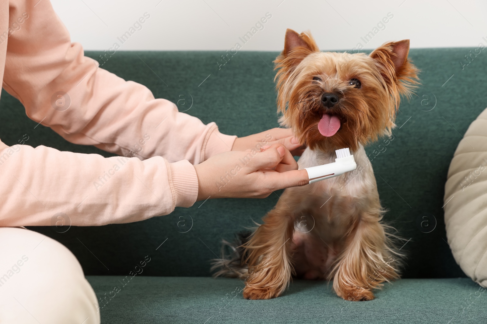 Photo of Woman brushing dog's teeth on couch, closeup