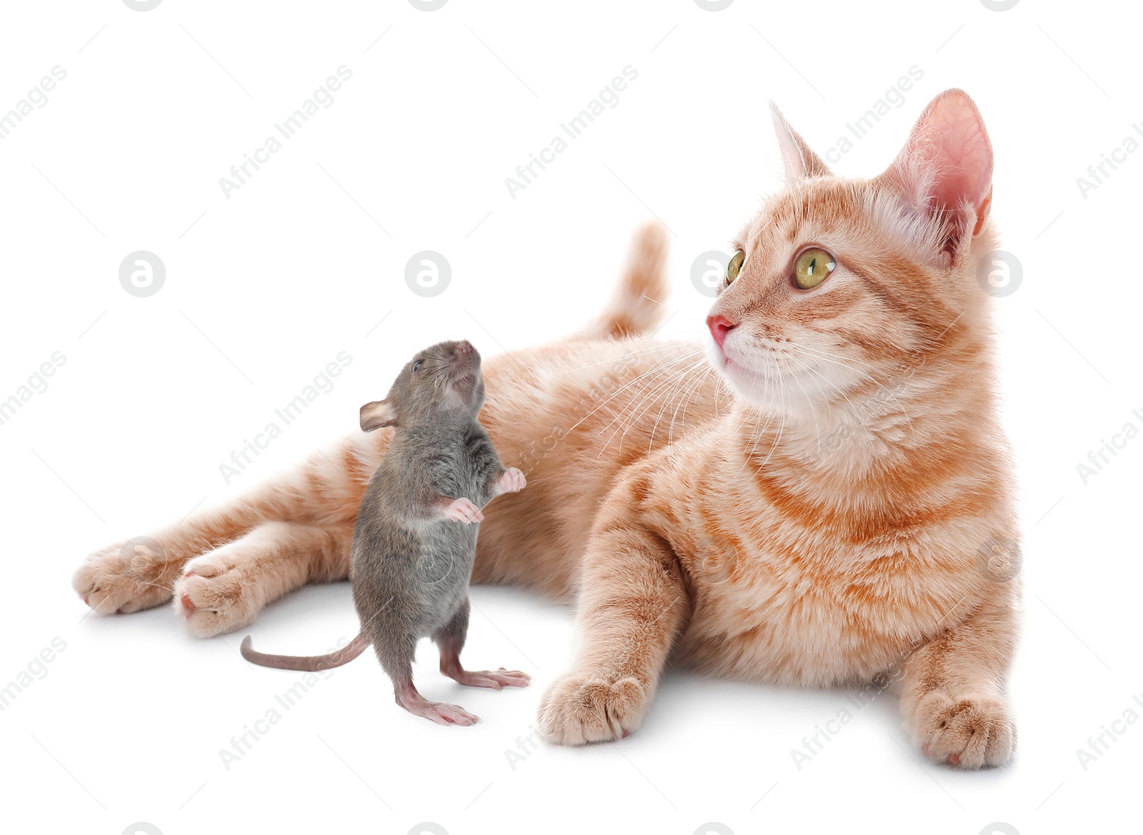 Image of Cute yellow tabby cat and rat on white background. Lovely pets