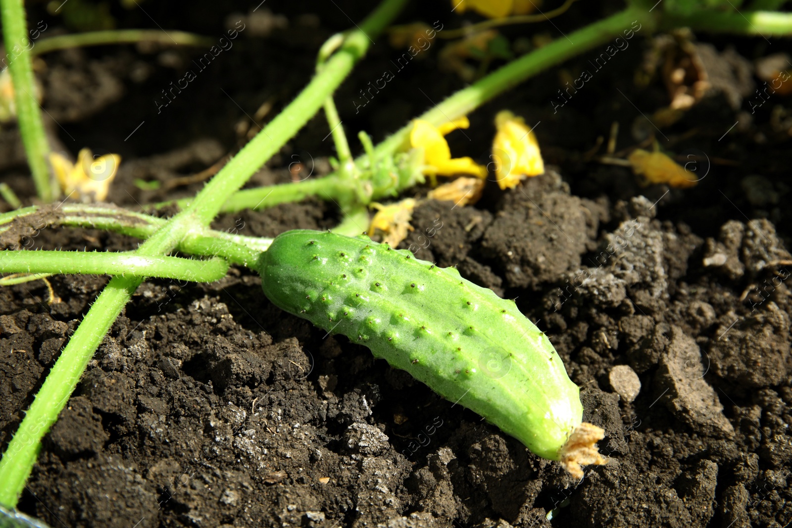 Photo of Green plant with ripe cucumber in garden on sunny day