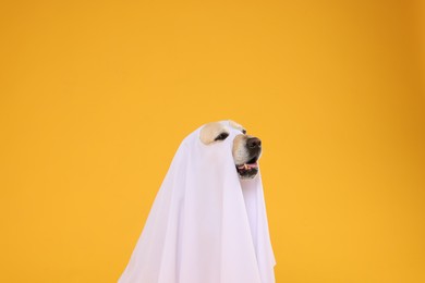 Photo of Cute Labrador Retriever dog wearing ghost costume on orange background. Halloween celebration