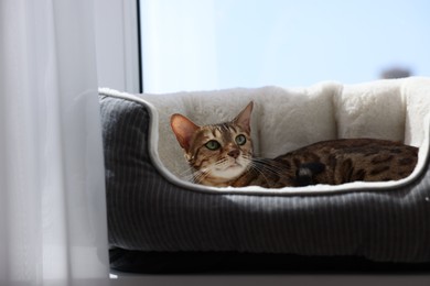 Photo of Cute Bengal cat lying on pet bed on windowsill at home