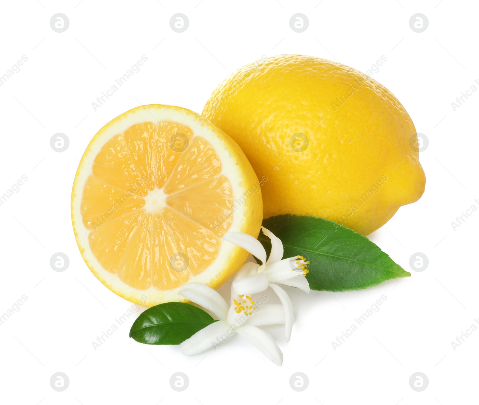 Photo of Ripe lemons, leaves and flowers on white background. Citrus fruit