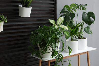 Plants on wooden table in room. Stylish interior design