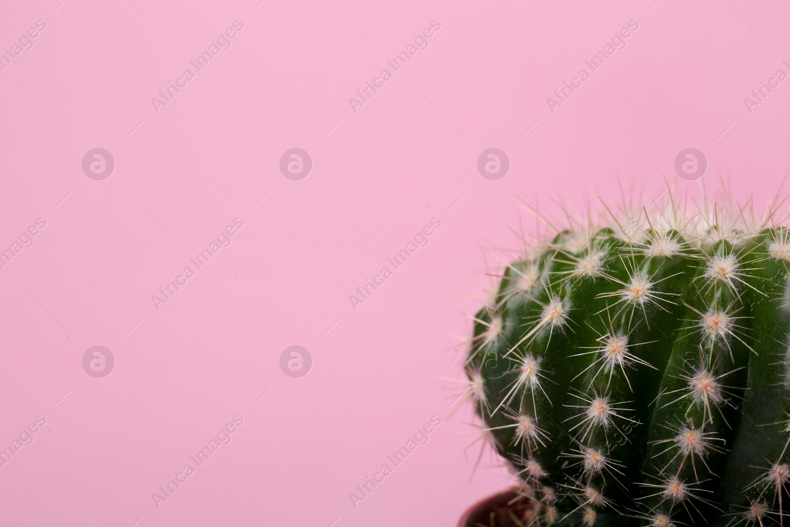 Photo of Beautiful green cactus on pink background, closeup with space for text. Tropical plant