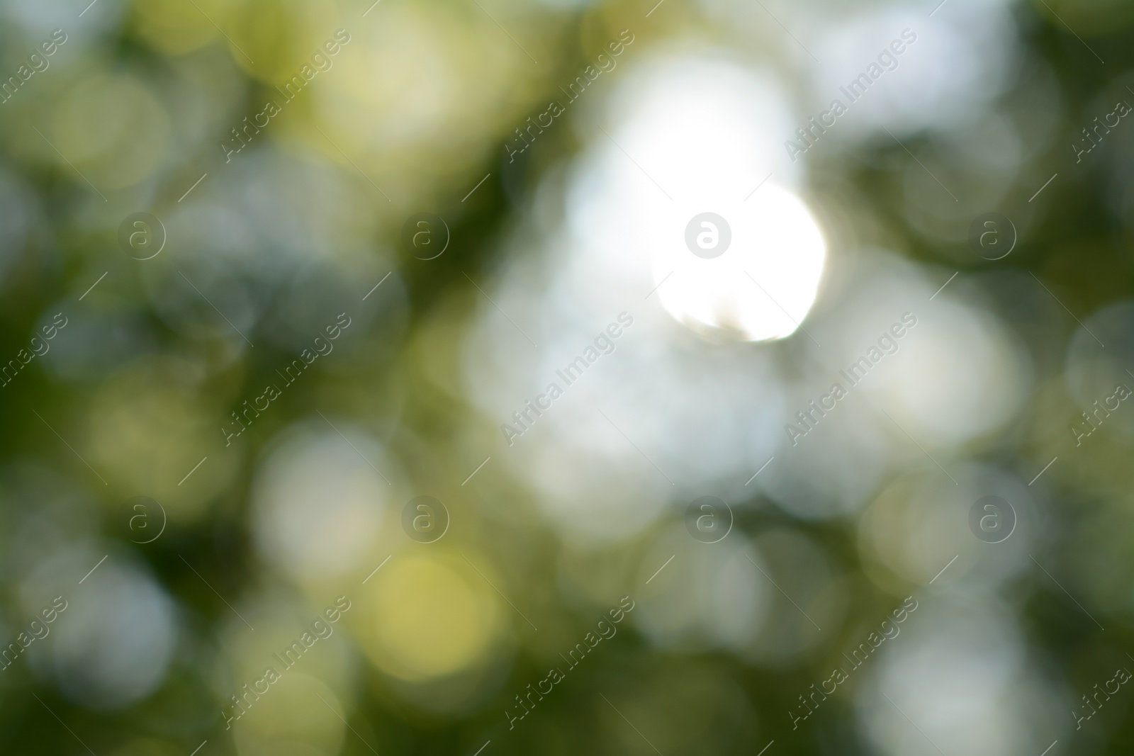 Photo of Blurred view of green tree outdoors. Bokeh effect