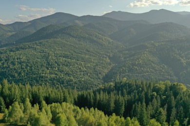 Photo of Aerial view of beautiful conifer trees in mountains on sunny day