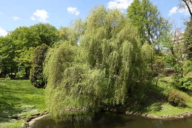 Beautiful willow tree with green leaves growing near lake on sunny day