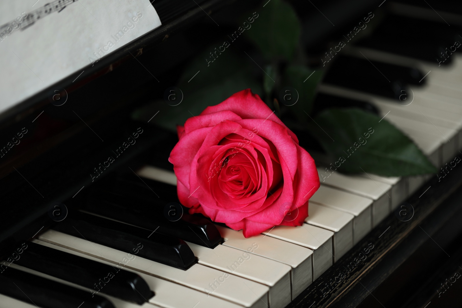 Photo of Beautiful pink rose and musical notes on piano, closeup