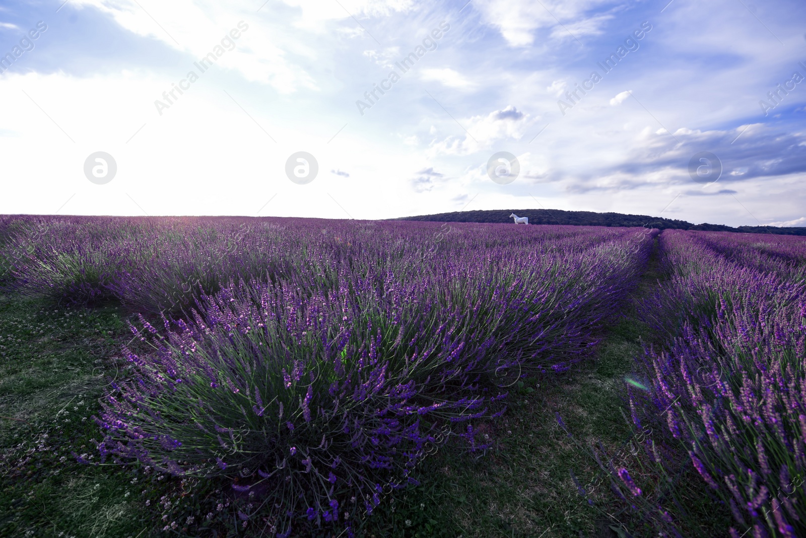 Photo of Picturesque view of beautiful blooming lavender field