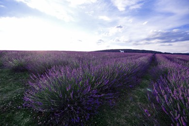 Picturesque view of beautiful blooming lavender field