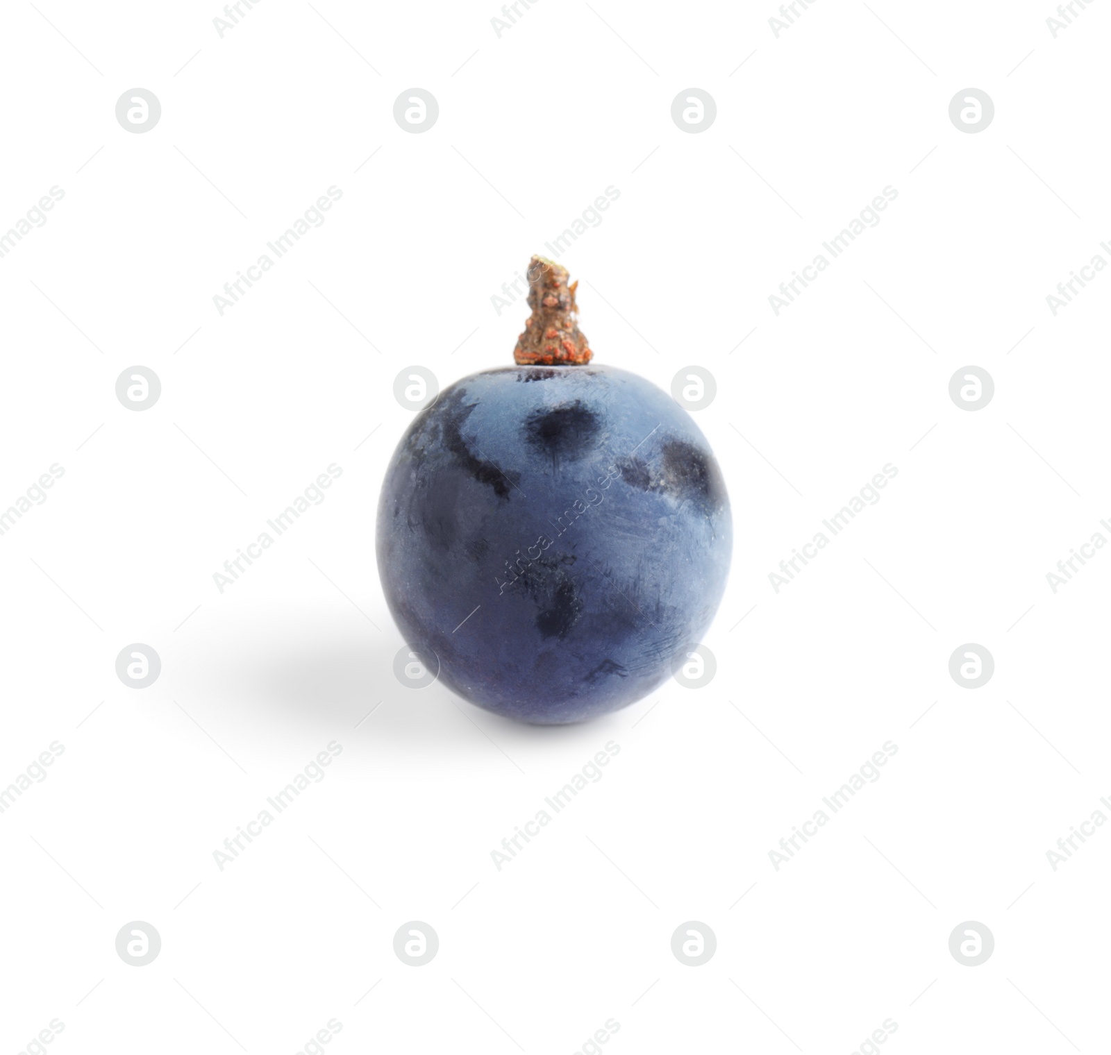 Photo of Delicious ripe dark blue grape isolated on white