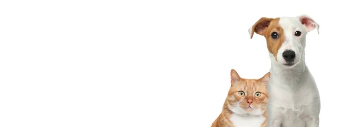 Image of Cute cat and adorable dog on white background. Banner design with space for text