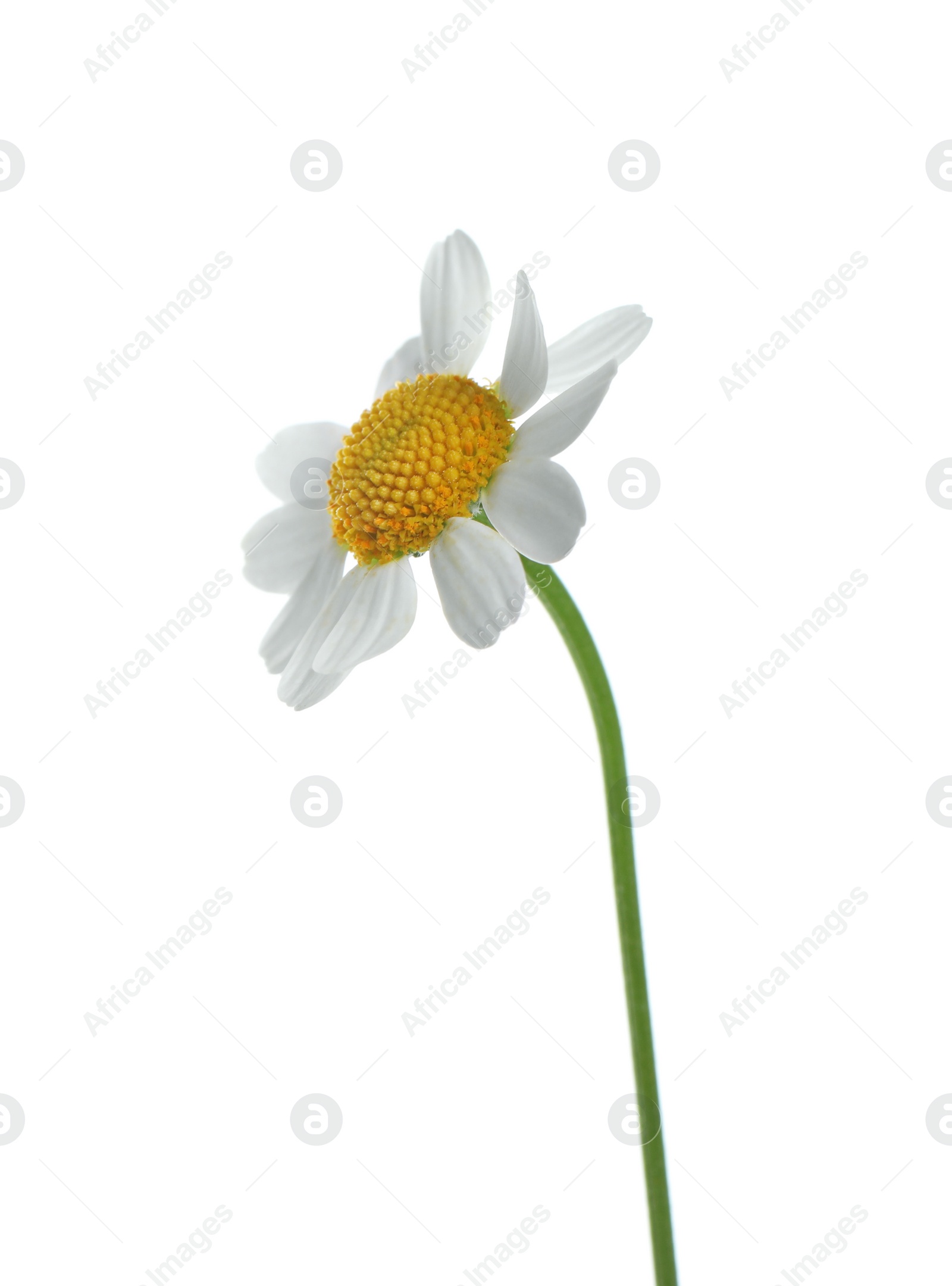 Photo of Beautiful tender chamomile flower isolated on white