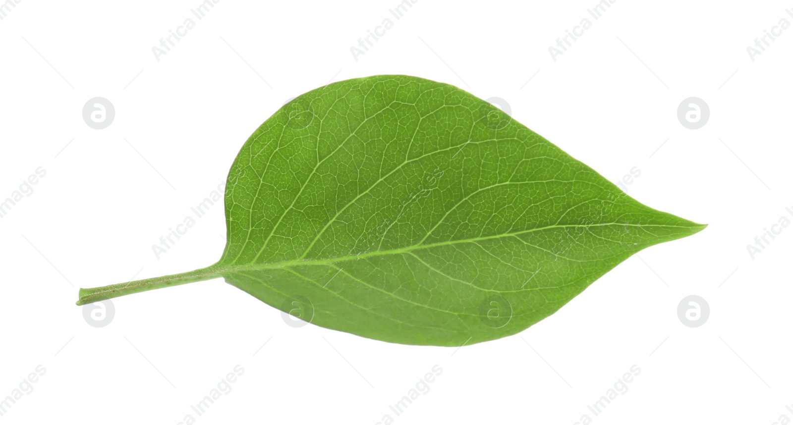 Photo of One green lilac leaf isolated on white