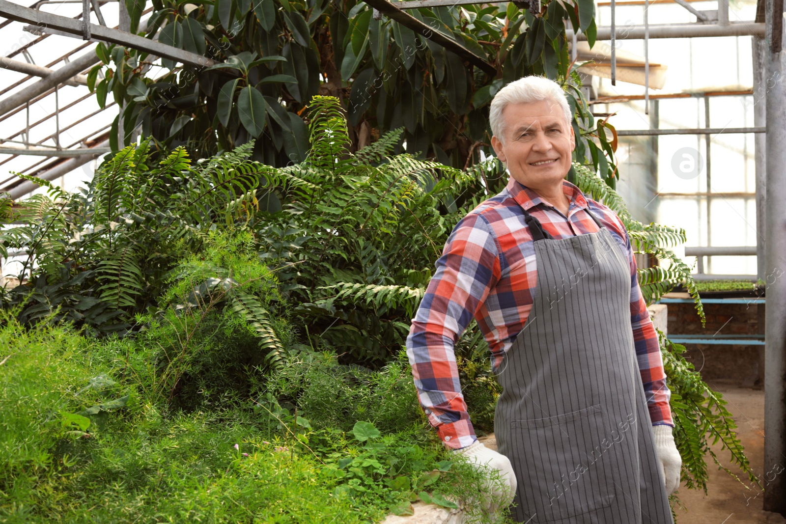 Photo of Mature man in greenhouse among tropical plants. Home gardening