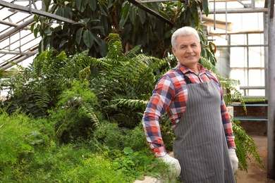 Mature man in greenhouse among tropical plants. Home gardening