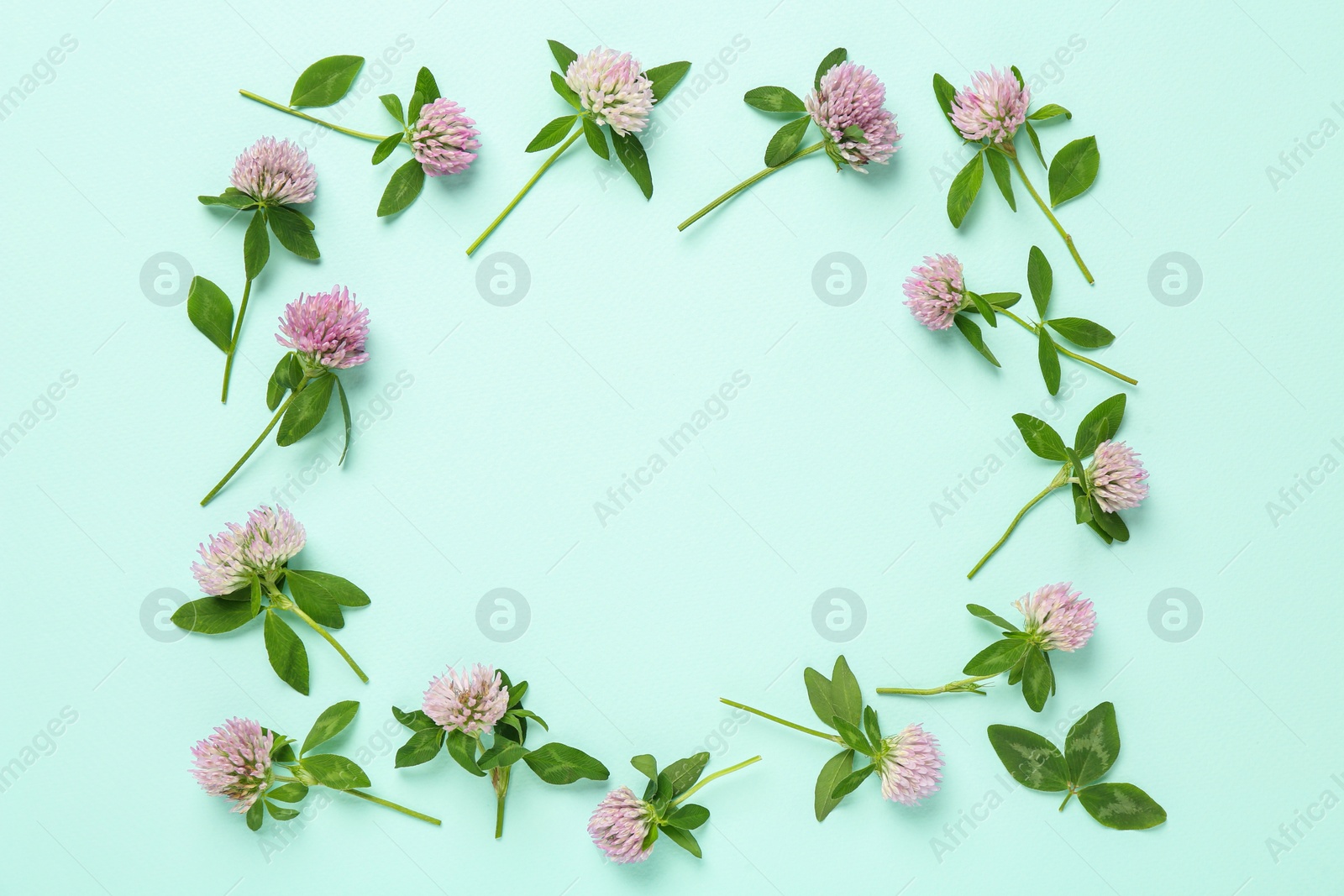 Photo of Frame of beautiful clover flowers on turquoise background, flat lay. Space for text