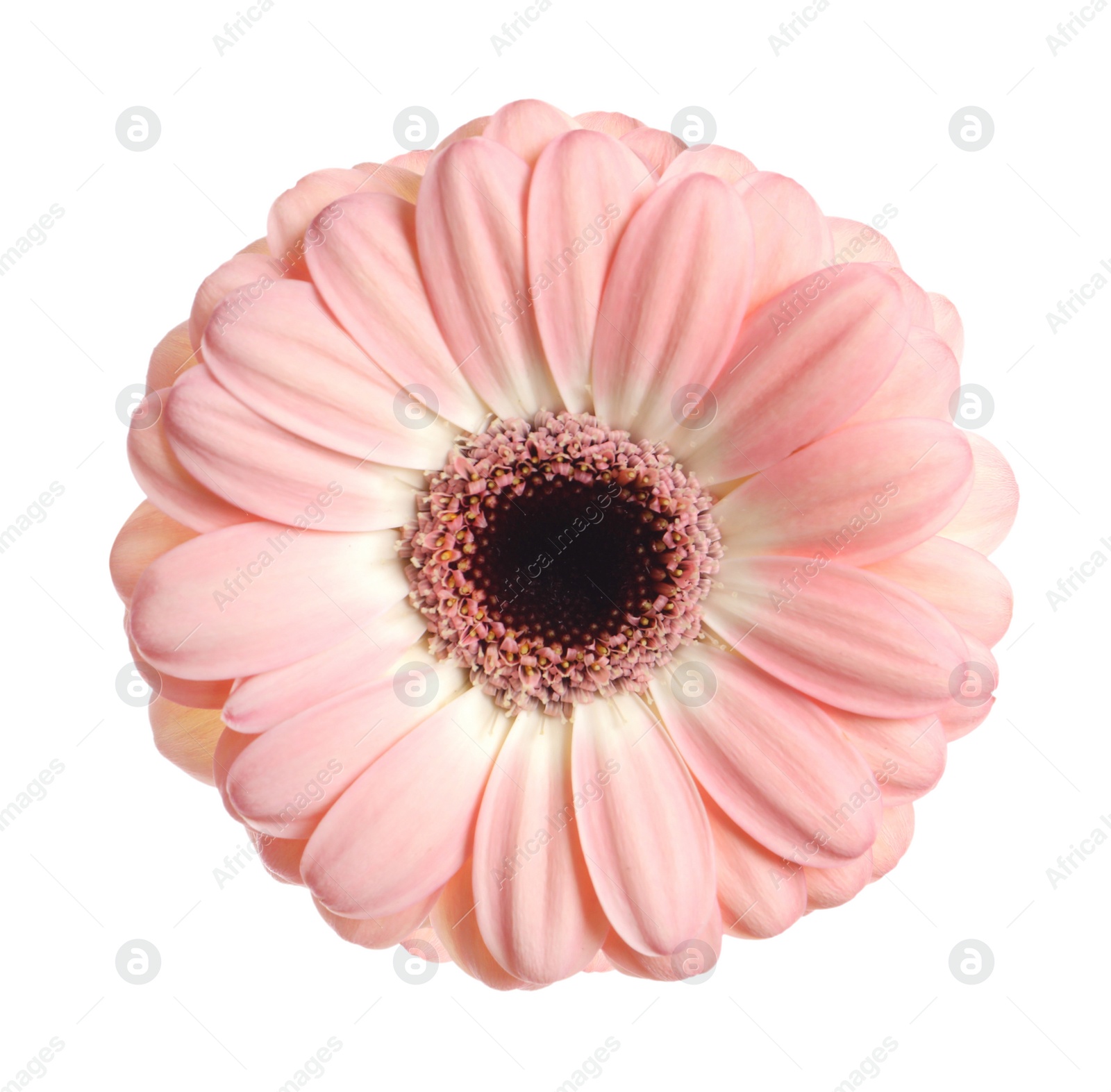 Image of Beautiful pink gerbera flower isolated on white