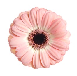 Image of Beautiful pink gerbera flower isolated on white