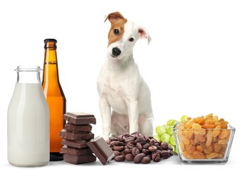 Image of Cute Jack Russel Terrier and group of different products toxic for dog on white background