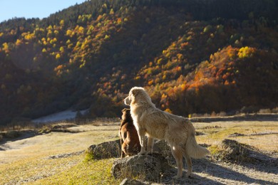 Adorable dogs in mountains on sunny day