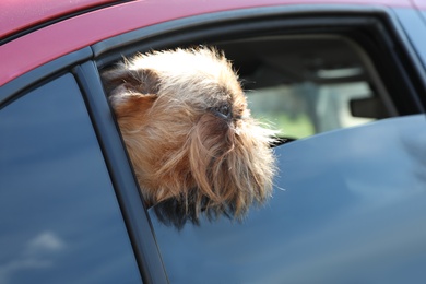 Photo of Adorable little dog looking out from car window. Exciting travel