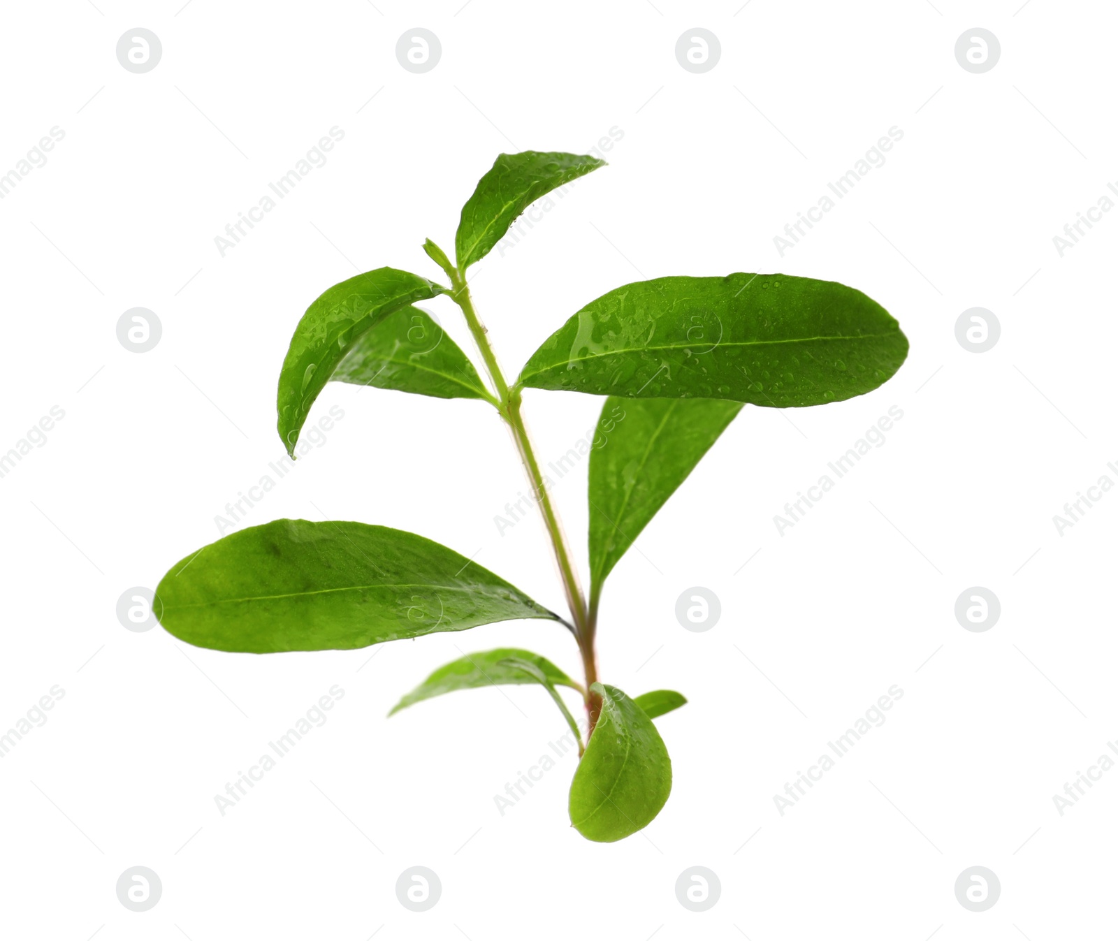 Photo of Pomegranate branch with green leaves on white background