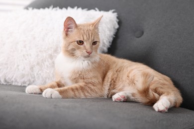 Photo of Cute ginger cat lying on sofa at home