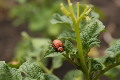 Photo of Larva of colorado beetle on potato plant outdoors, closeup. Space for text