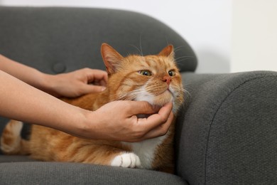 Woman petting cute ginger cat on armchair at home, closeup