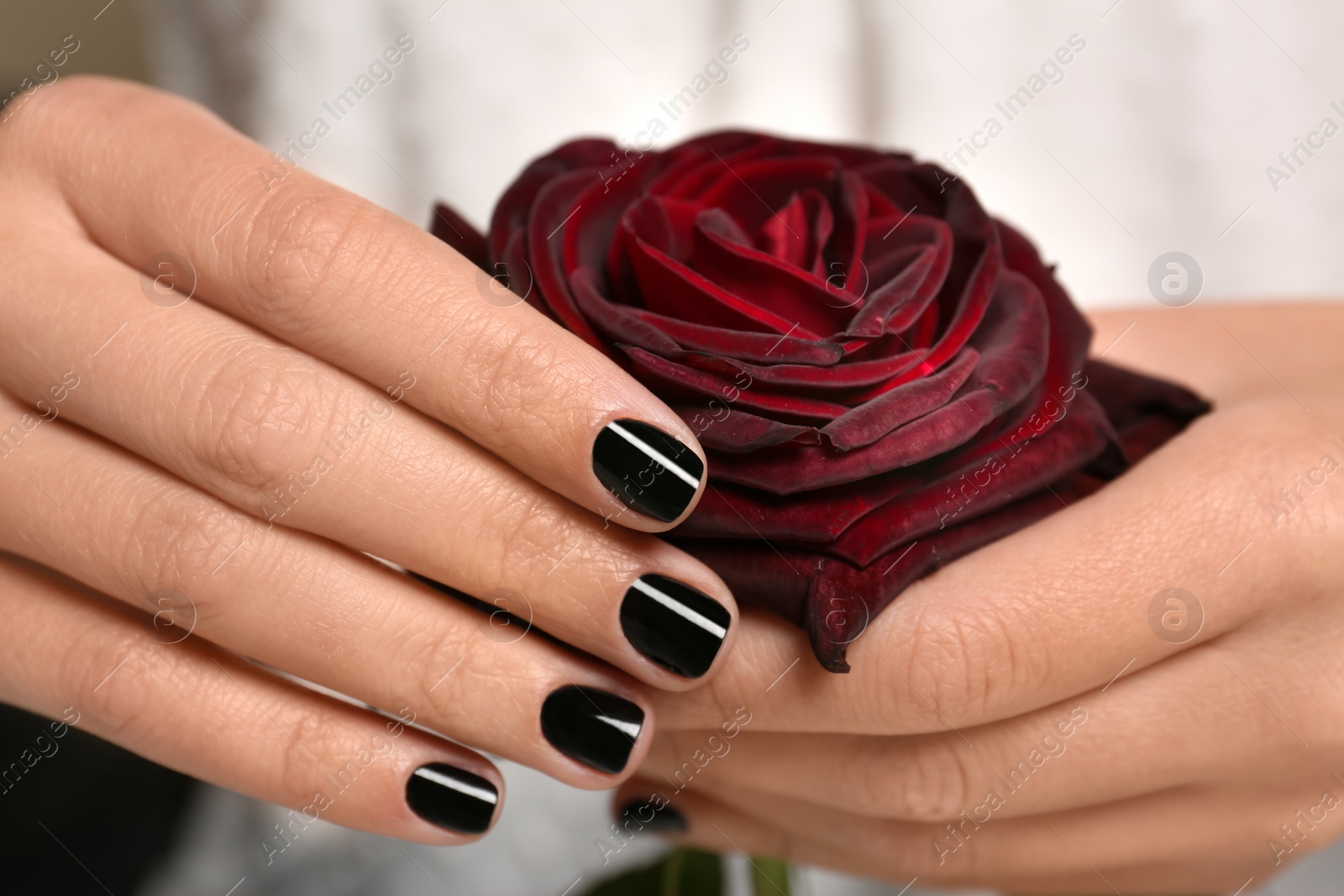 Photo of Woman with black manicure holding rose, closeup. Nail polish trends