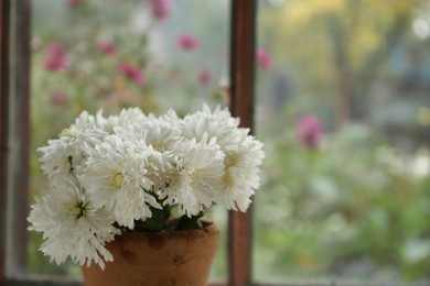 Beautiful chrysanthemum flowers in pot near window indoors, closeup. Space for text