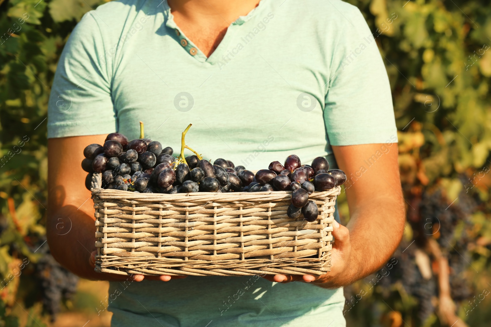 Photo of Man holding basket with fresh ripe juicy grapes in vineyard, closeup