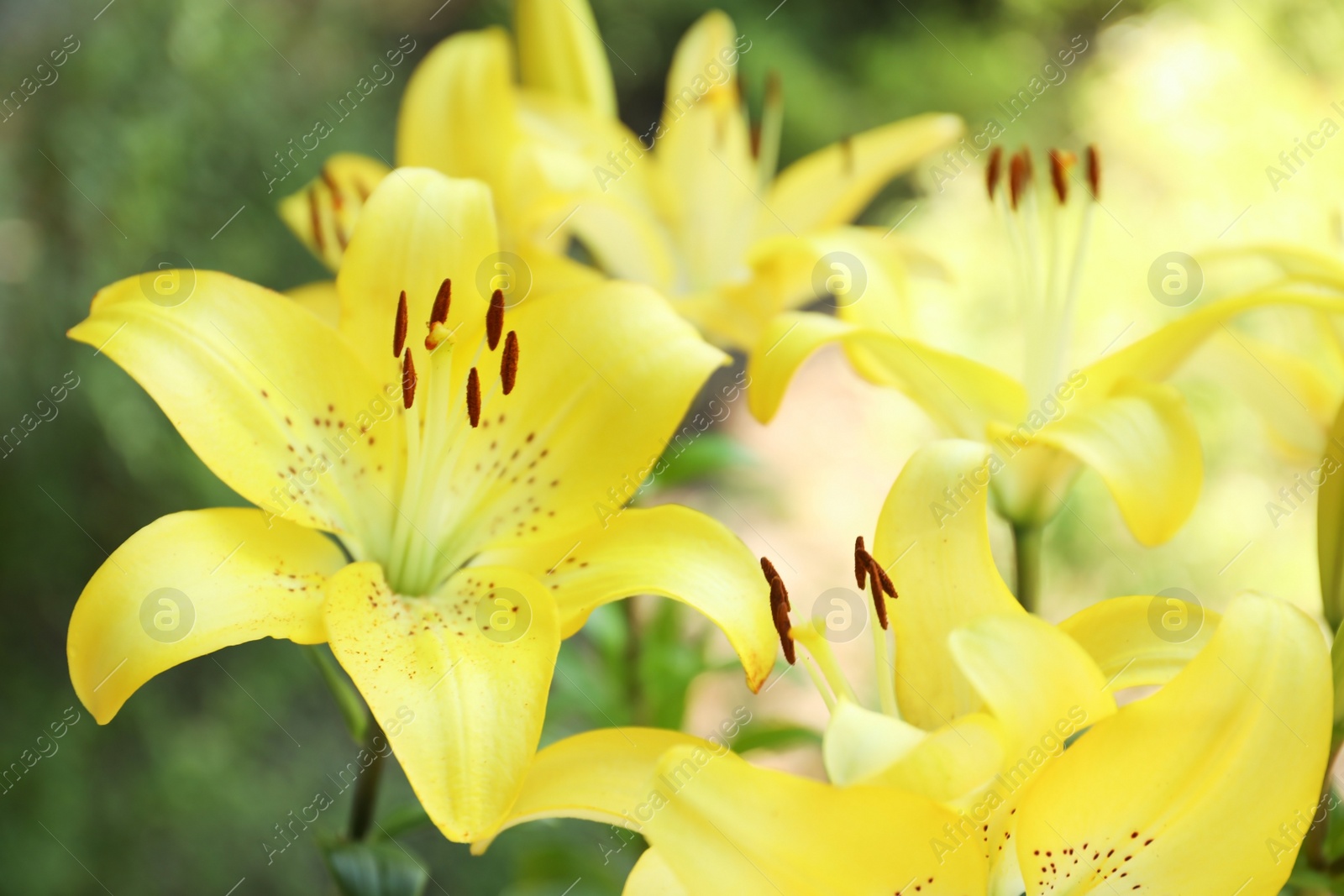 Photo of Beautiful blooming lily flowers in garden, closeup