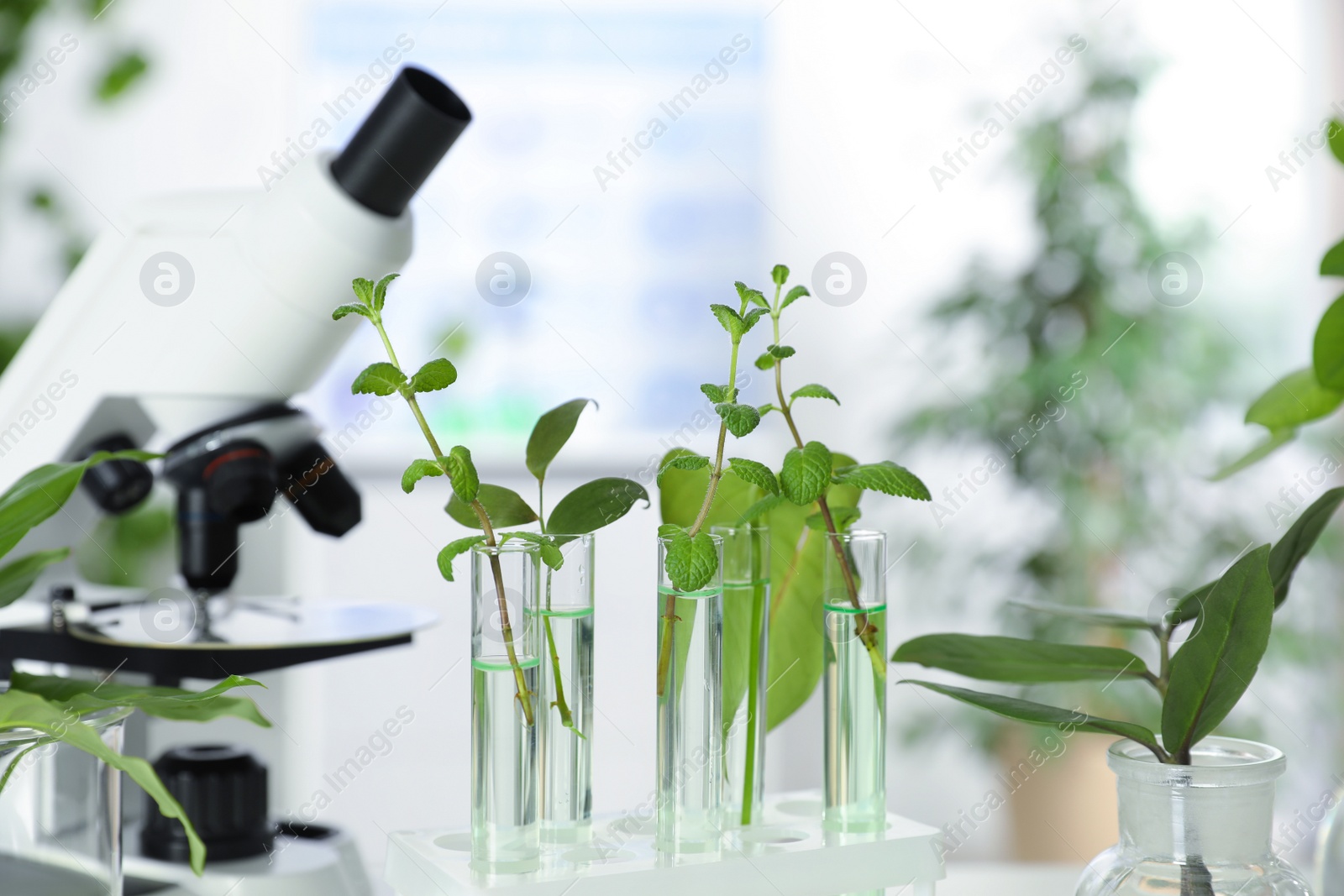 Photo of Glass tubes with plants in rack on blurred background. Biological chemistry