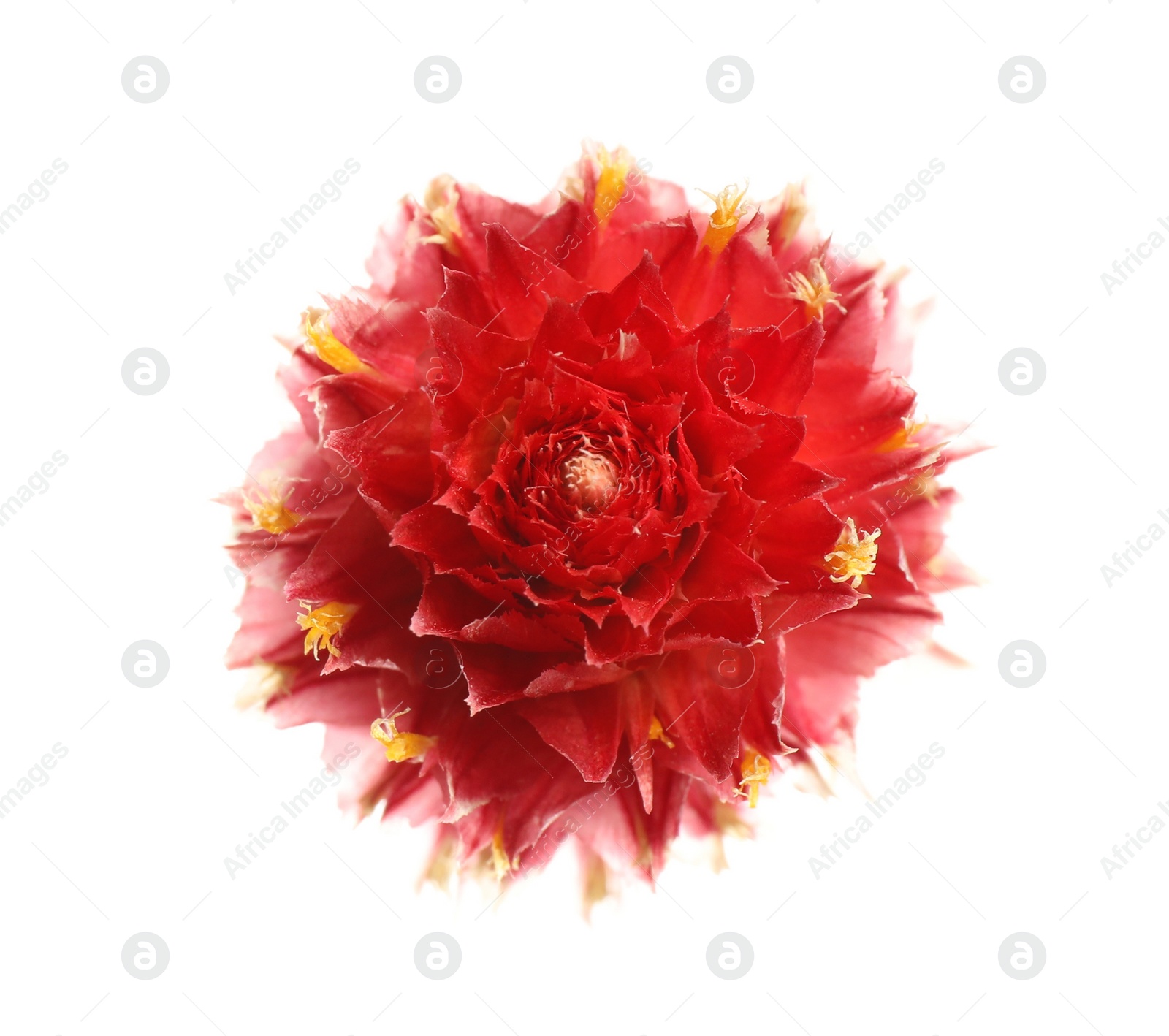 Photo of Beautiful red gomphrena flower isolated on white, top view