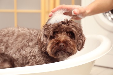 Photo of Woman washing her cute dog with shampoo in bathroom, closeup