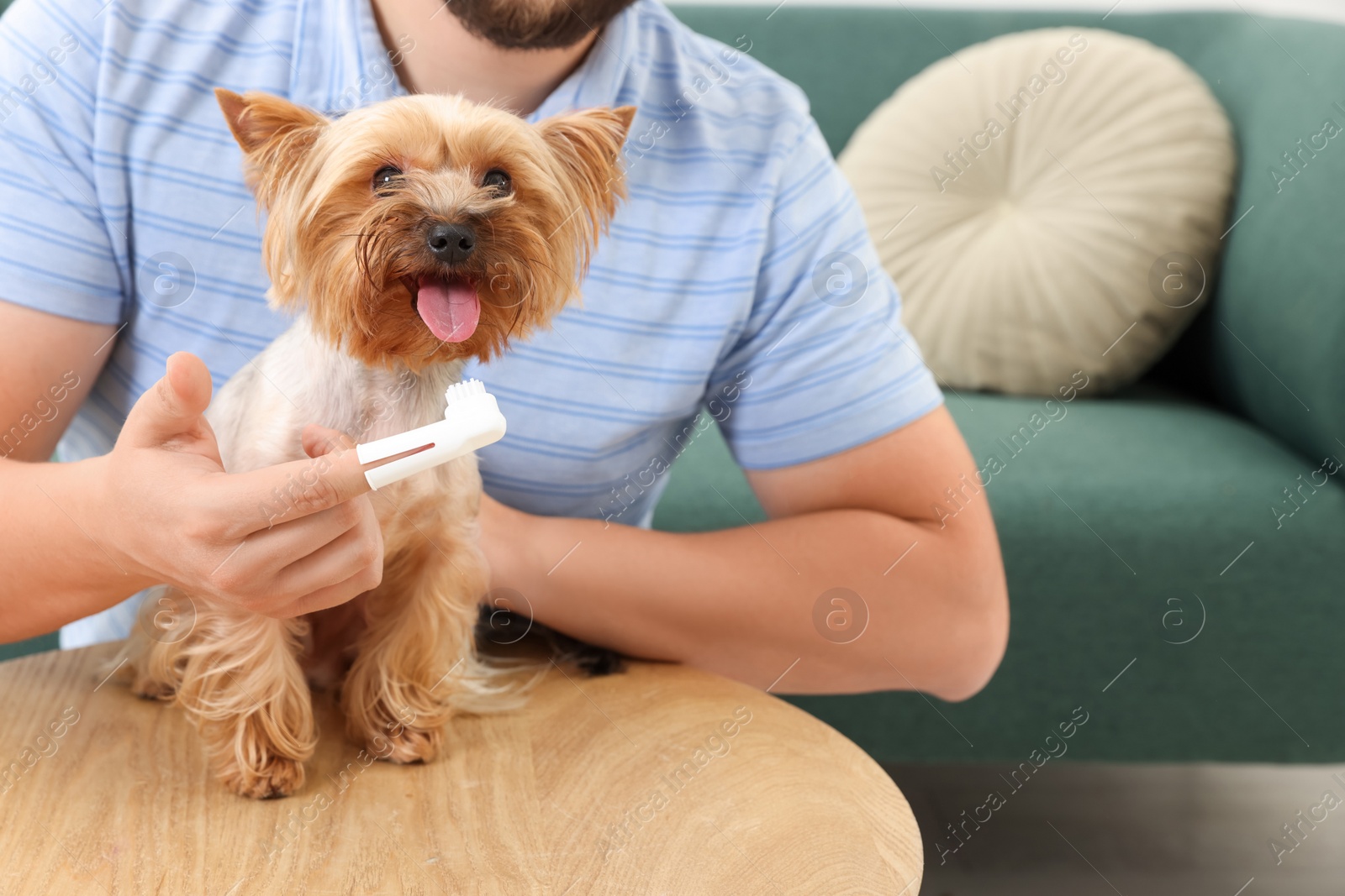 Photo of Man brushing dog's teeth on wooden table, closeup